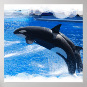 Affiche Sauter Orca Whale