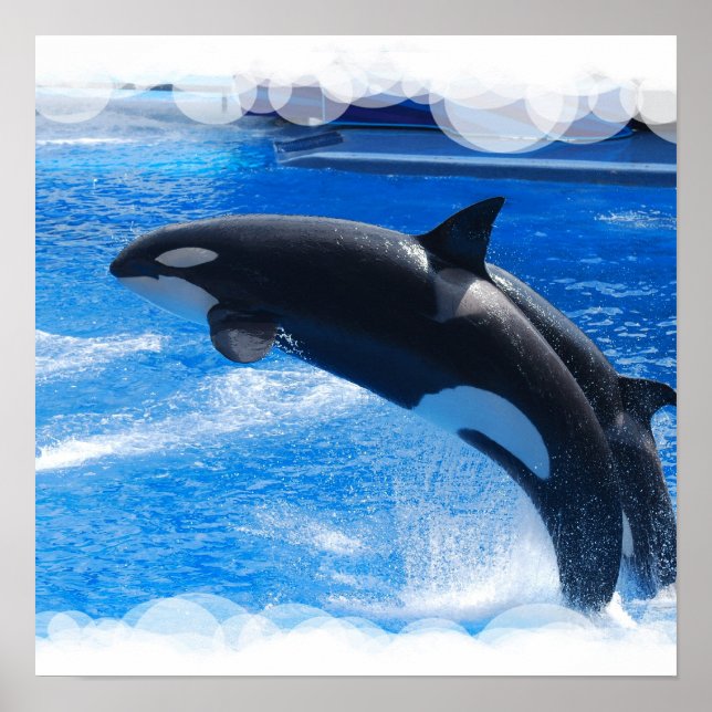 Affiche Sauter Orca Whale (Devant)