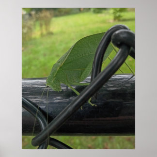 Affiche Sauterelle verte sur une clôture noire