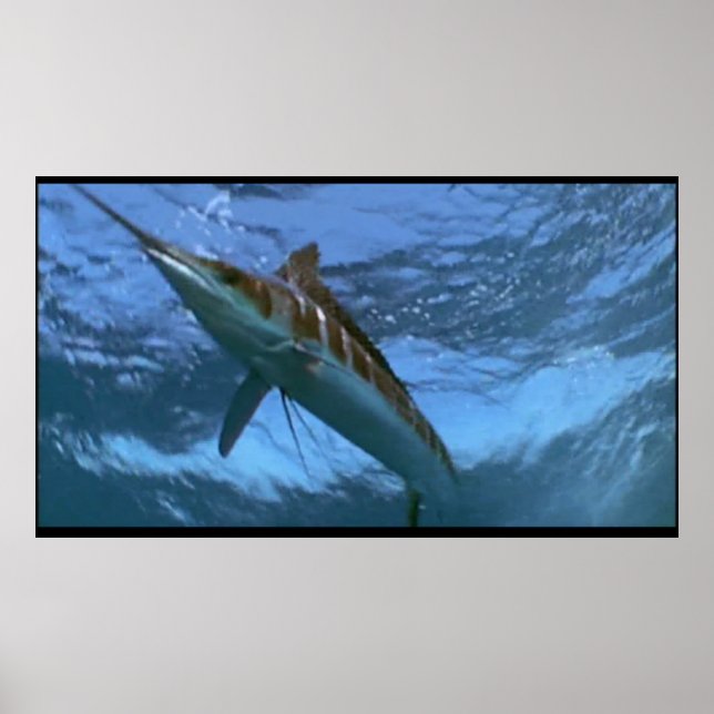 Affiche sauvage Marlin (Devant)