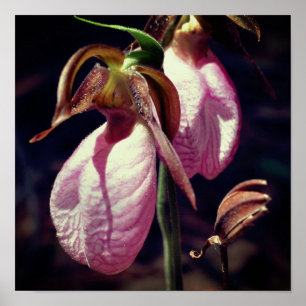 Affiche Sauvage rose Lady Slipper Orchid Pair Fermer