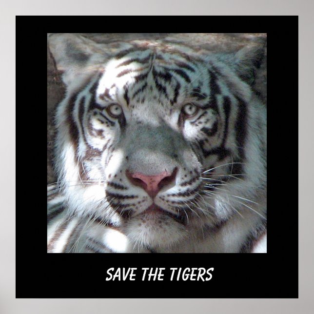 Affiche Sauver le Tigre (Devant)