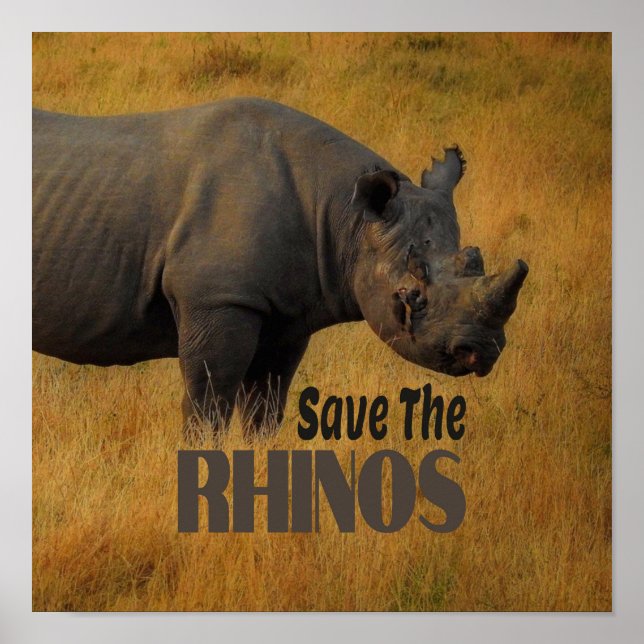 Affiche Sauvez Les Rhinos (Devant)
