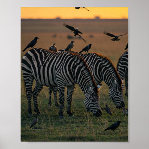 Affiche Savanna Stripes Stillation