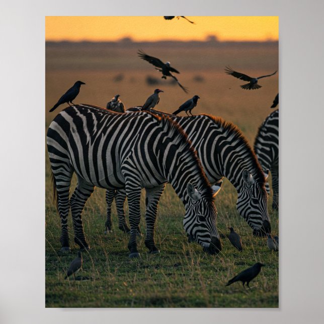 Affiche Savanna Stripes Stillation (Devant)