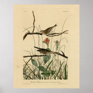 Affiche Savannah Finch (Bruant) Audubon Birds of America