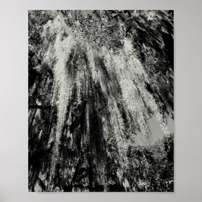 Affiche Savannah Series : Espagnol Moss (Devant)