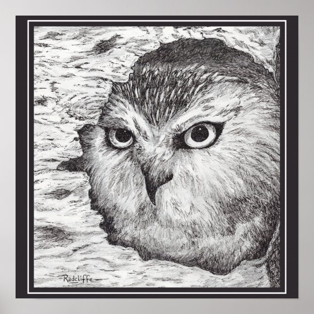 Affiche Saw-Whet Owl  (Devant)