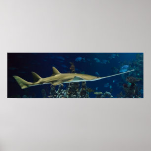 Affiche Sawfish saisissant