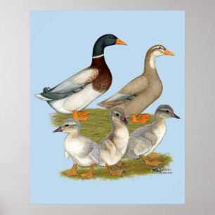 Affiche Saxony Duck Family