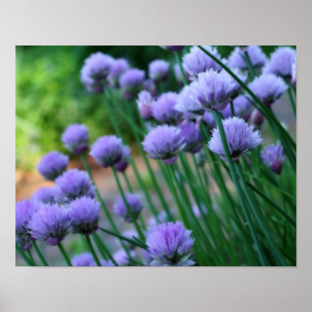 Affiche Scallion violet Allium Flowers Orton Art (Devant)