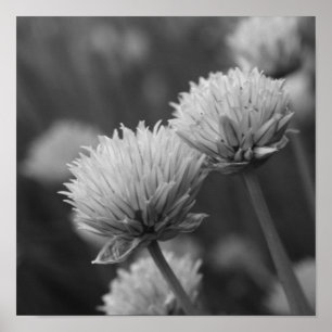 Affiche Scallions En Floraison Fleurs Allium Noir Et Blanc