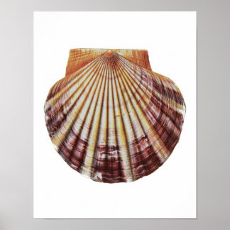 Affiche Scallop Sea Shell n° 2 Histoire naturelle Art Impr