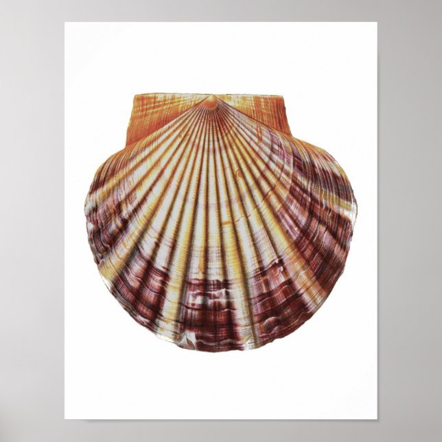 Affiche Scallop Sea Shell n° 2 Histoire naturelle Art Impr (Devant)