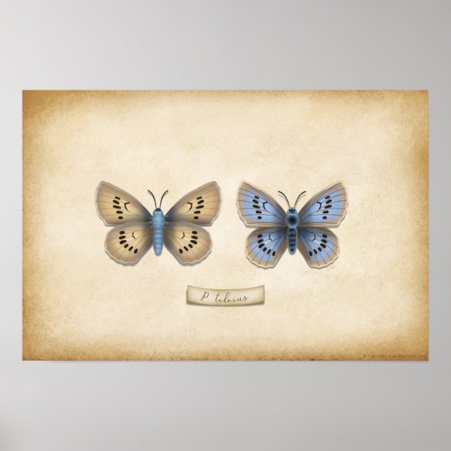 Affiche Scarce Large Blue Butterfly Naturalist Specimen Po (Devant)