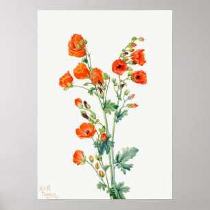 Affiche Scarlet Desert Globemallow of Apricot Mallow
