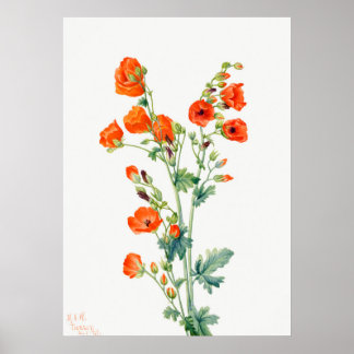 Affiche Scarlet Desert Globemallow of Apricot Mallow