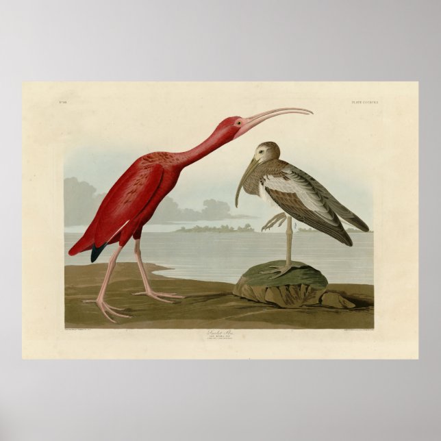 Affiche Scarlet Ibis - de Audubon's Birds of America (Devant)