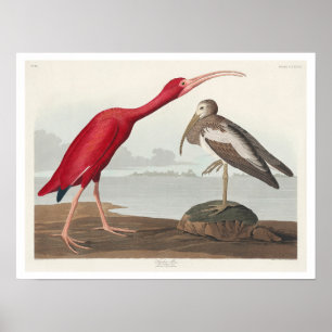 Affiche Scarlet Ibis par Audubon