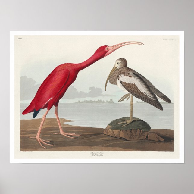 Affiche Scarlet Ibis par Audubon (Devant)
