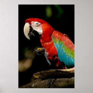 Affiche Scarlet Macaw