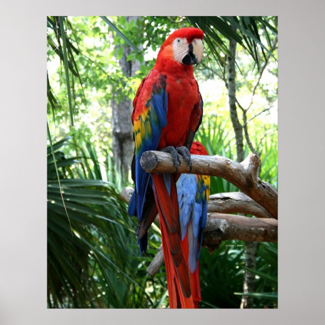 Affiche Scarlet macaw, macaw rouge conception photographiq (Devant)