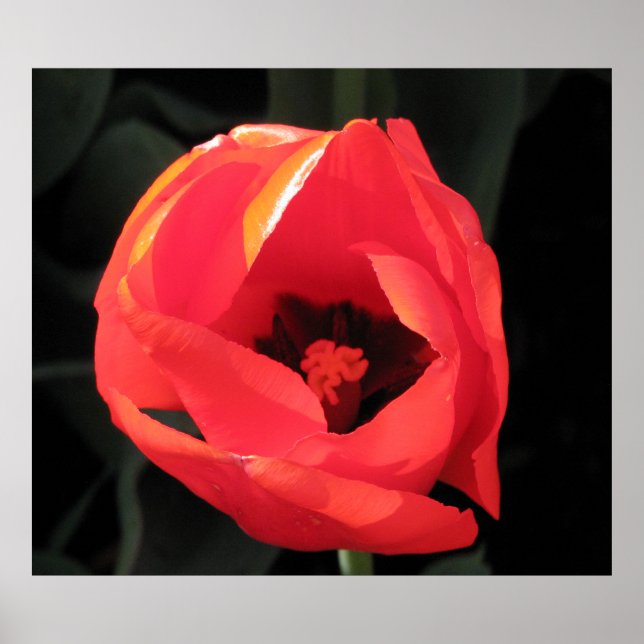 Affiche Scarlet Tulip (Devant)