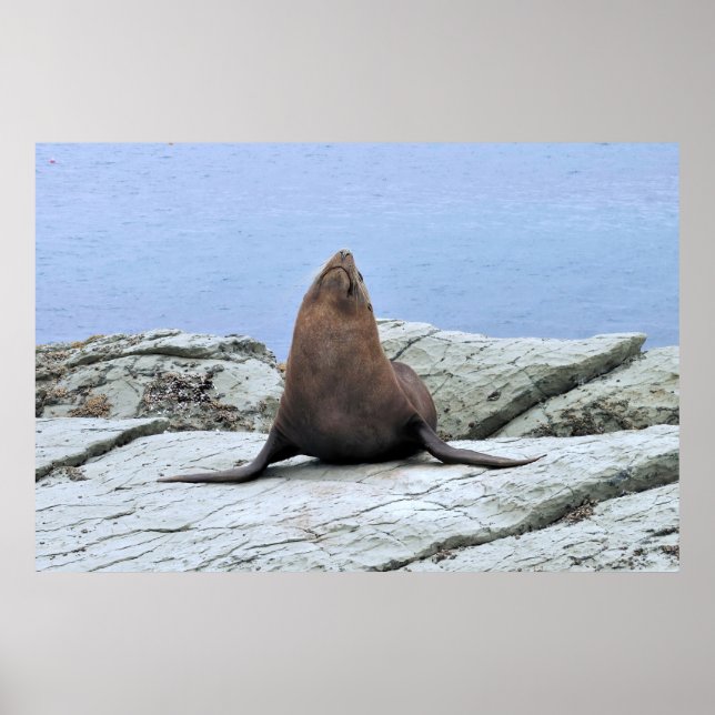 Affiche Sceau de fourrure de yoga (Devant)