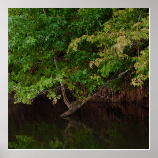 Affiche Scène d'arbre au bord de la rivière tranquille (Devant)