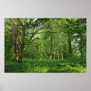 Affiche Scène De Bois. Blackweir Woods, Cardiff