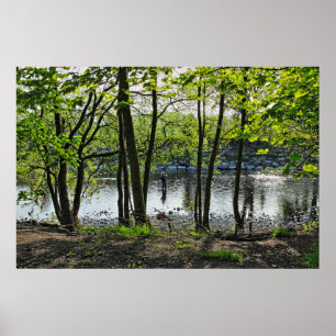 Affiche Scène De Bois. Blackweir Woods, Cardiff