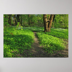 Affiche Scène De Bois. Blackweir Woods, Cardiff