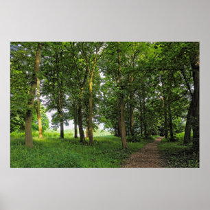 Affiche Scène De Bois. Blackweir Woods, Cardiff