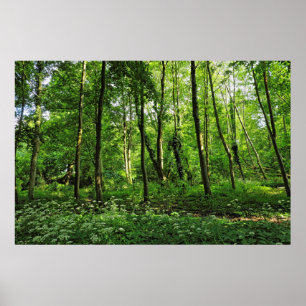 Affiche Scène De Bois. Blackweir Woods, Cardiff