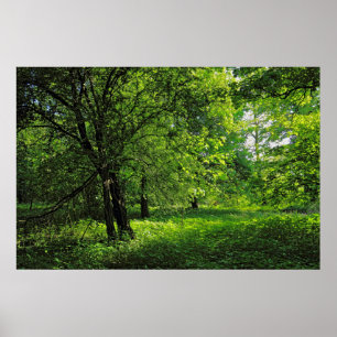Affiche Scène De Bois. Blackweir Woods, Cardiff