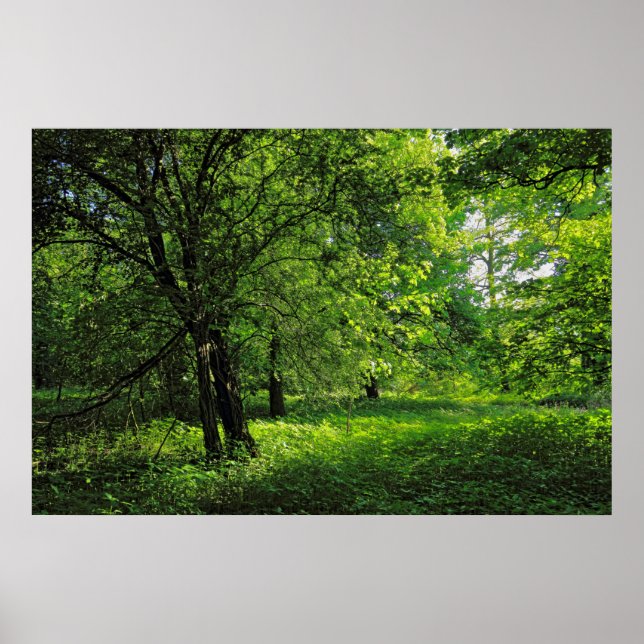 Affiche Scène De Bois. Blackweir Woods, Cardiff (Devant)