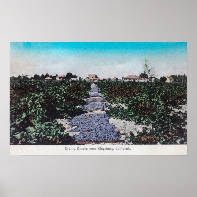 Affiche Scène de vignoble de raisins SéchageKingsburg, CA (Devant)