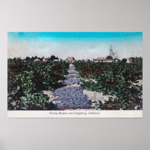 Affiche Scène de vignoble des raisins DryingKingsburg, CA