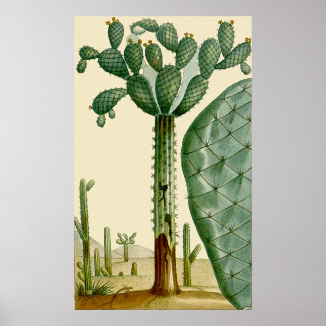 Affiche Scène des cactus du désert (Devant)