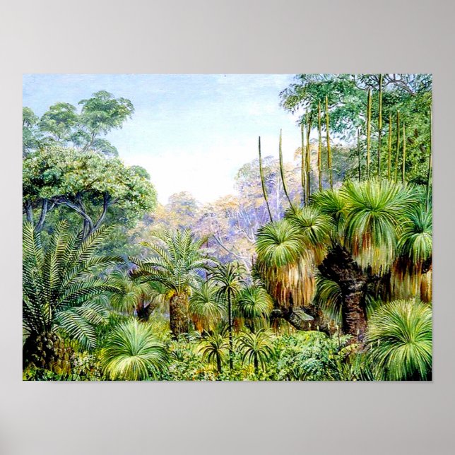 Affiche Scène nord - Forêt dans l'ouest de l'Australie (Devant)