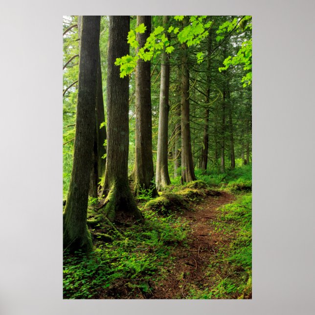Affiche Scenic Green Forest (Devant)
