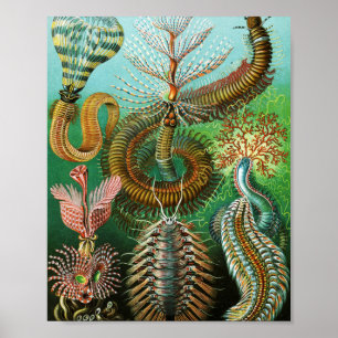 Affiche Schaetopoda illustration par Ernst Haeckel