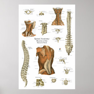 Affiche Schéma d'anatomie des muscles spinaux humains