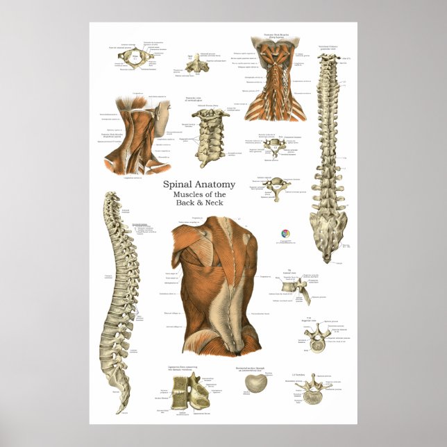 Affiche Schéma d'anatomie des muscles spinaux humains (Devant)