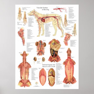 Affiche Schéma de l'anatomie des artères des muscles du ch