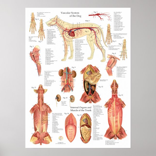 Affiche Schéma de l'anatomie des artères des muscles du ch (Devant)