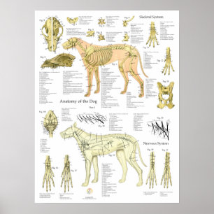 Affiche Schéma de l'anatomie des nerfs squelettiques du ch