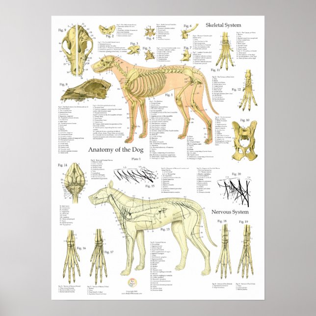 Affiche Schéma de l'anatomie des nerfs squelettiques du ch (Devant)