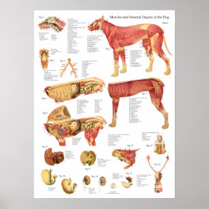 Affiche Schéma de l'anatomie interne des muscles du chien
