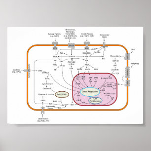 Affiche Schéma des voies de transduction du signal génétiq